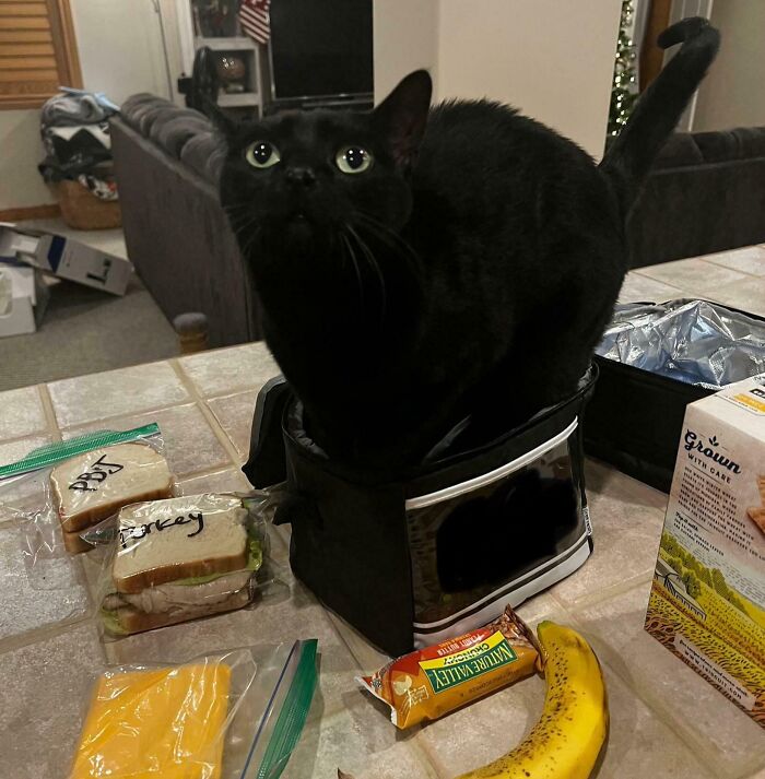 Black kitty sitting inside a lunch bag on a kitchen counter surrounded by snacks and sandwiches.
