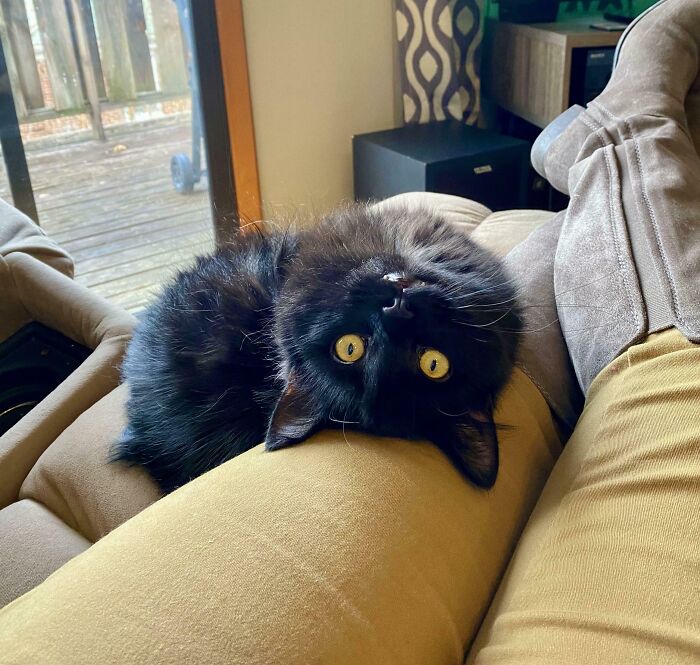 Black kitty with bright yellow eyes lying upside down on a person's lap indoors, showcasing adorable black kitties.