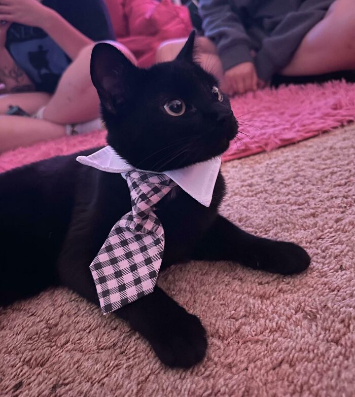Black kitty wearing a checkered tie lying on carpet with people in the background, showcasing adorable black kitties.