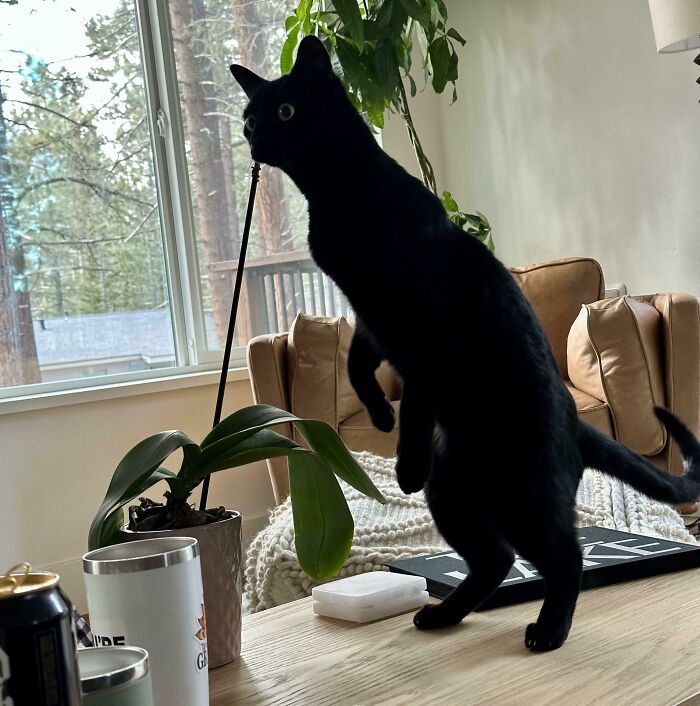 Black kitty standing on a wooden table near potted plant and cozy living room with natural light from window.