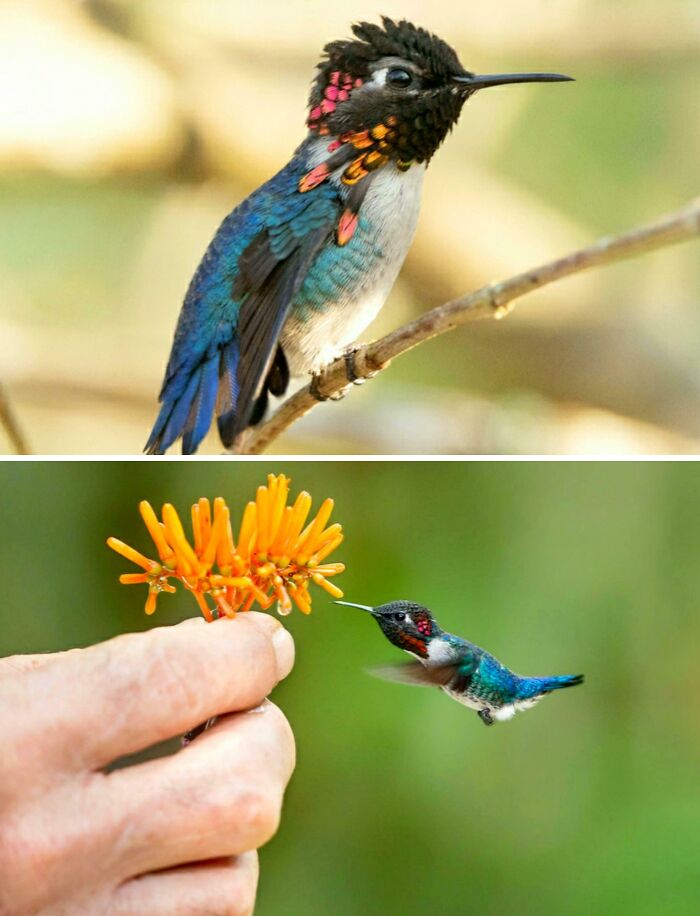 Colorful hummingbird perched on a branch and flying near orange flowers, showcasing awesome facts about animals.