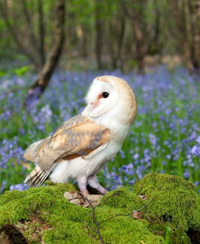 Barn owl perched on mossy ground in a forest with purple flowers, showcasing fascinating facts about animals.