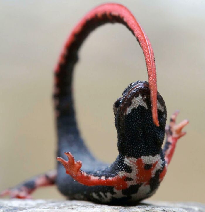 Close-up of a colorful salamander with a long curling tail showcasing awesome animal facts in nature.