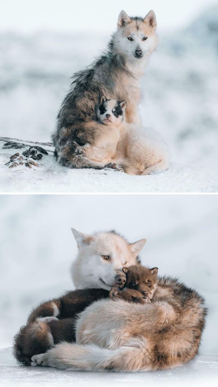 Husky dogs cuddling in snowy landscape, showcasing adorable animal moments for facts about animals you probably didn’t know
