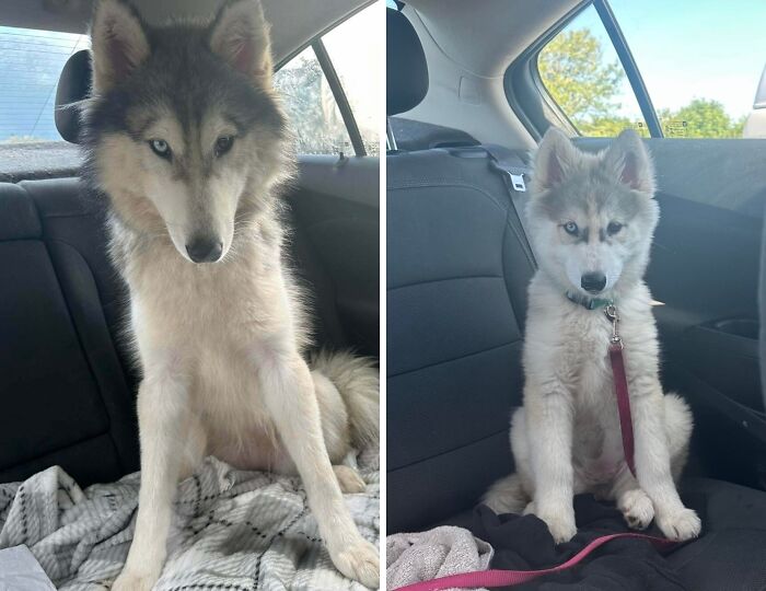 Side-by-side photos of a husky dog and puppy sitting inside a car, a wholesome photo for eye bleach content.