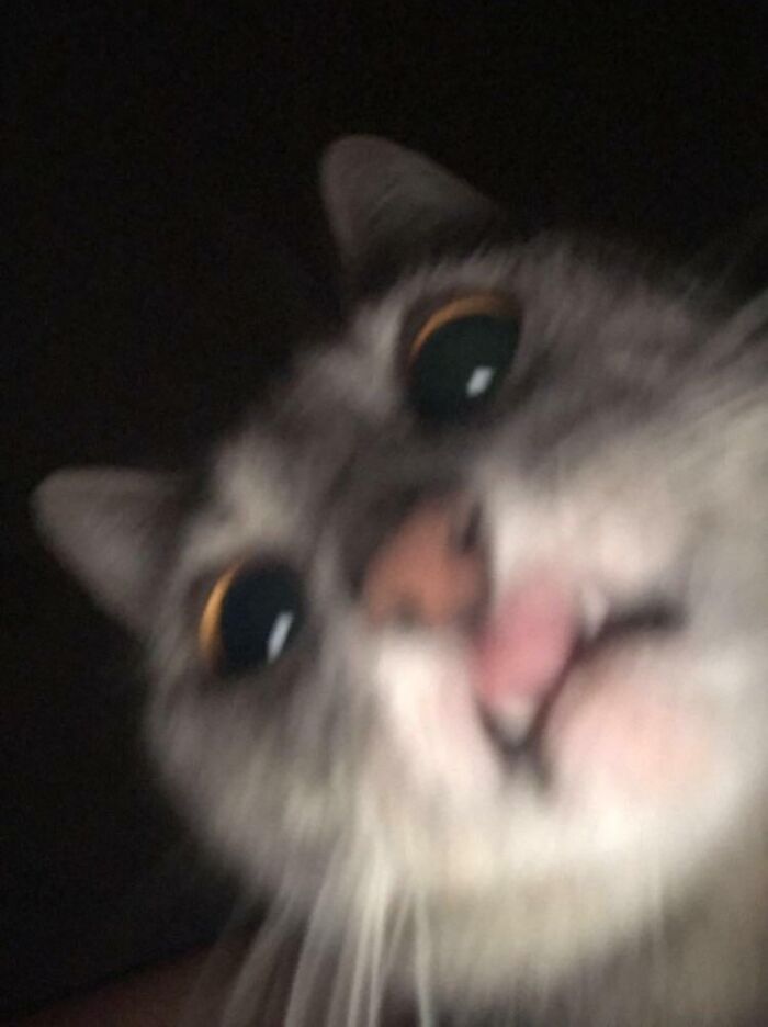 Close-up selfie of a curious cat with wide eyes and tongue slightly out, showcasing animals who take better selfies.