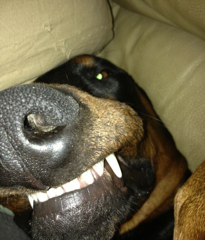 Close-up of a dog’s face showing teeth and nose, a funny example of animals who can take better selfies.