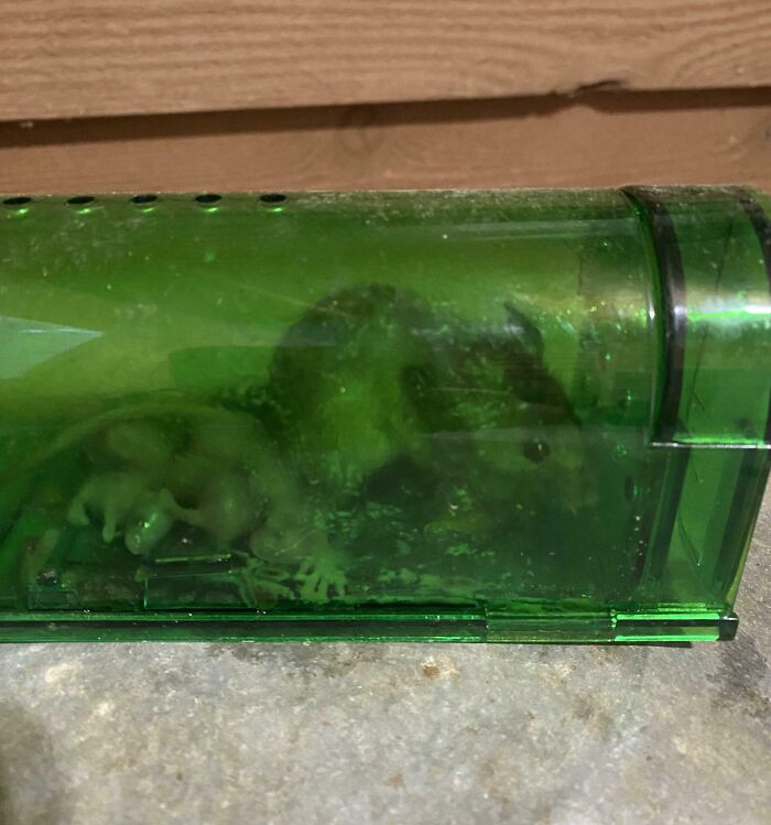Small animal stuck inside a green plastic container, illustrating a funny moment of animals getting stuck.