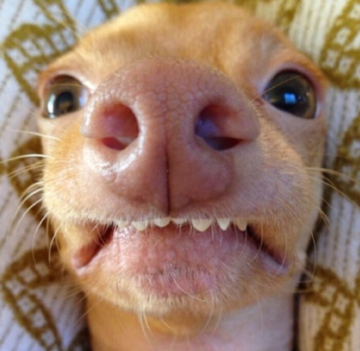 Close-up of an animal selfie showing a dog’s nose and teeth, demonstrating animals who can take a better selfie than you.