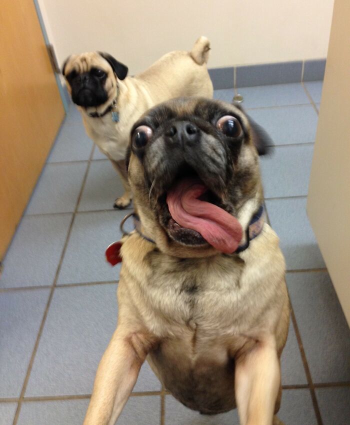 Two pugs on a tiled floor, one making a funny face with tongue out, showcasing animals taking better selfies.