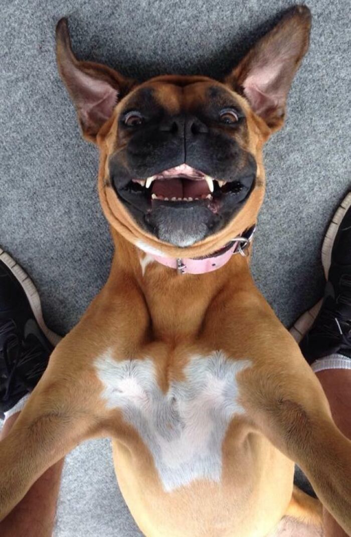 Smiling dog lying on its back, capturing a playful selfie that showcases animals who can take better selfies than you.