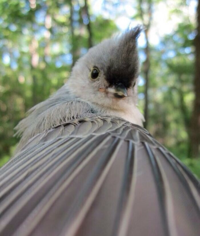Close-up selfie of a bird with detailed feathers and a forest background showcasing animals taking better selfies.