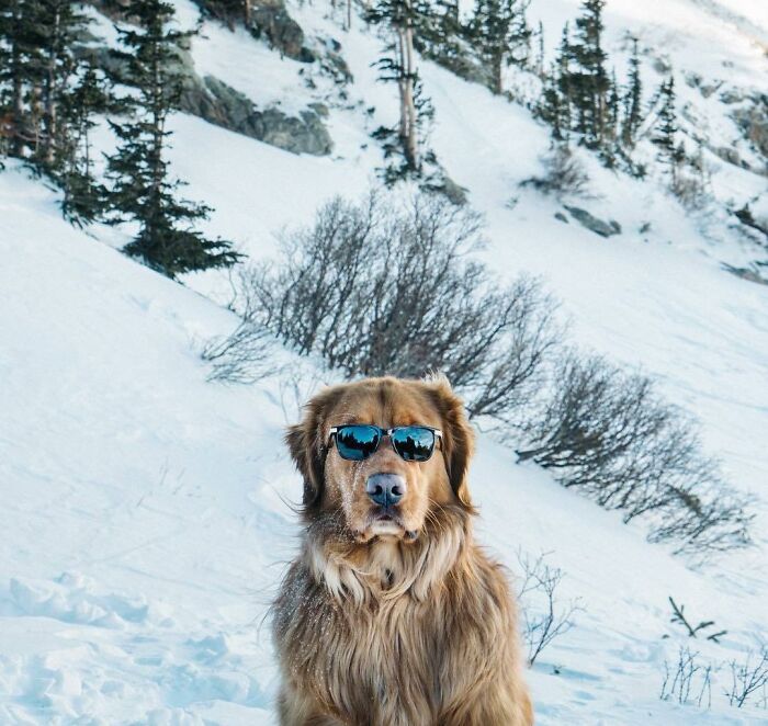 Golden retriever wearing sunglasses in snowy mountains, showcasing cool animals who can take a better selfie than you.