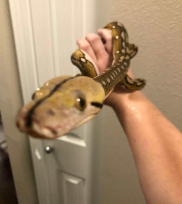Close-up of a snake held by a person's hand, showcasing animals who can take a better selfie than you.