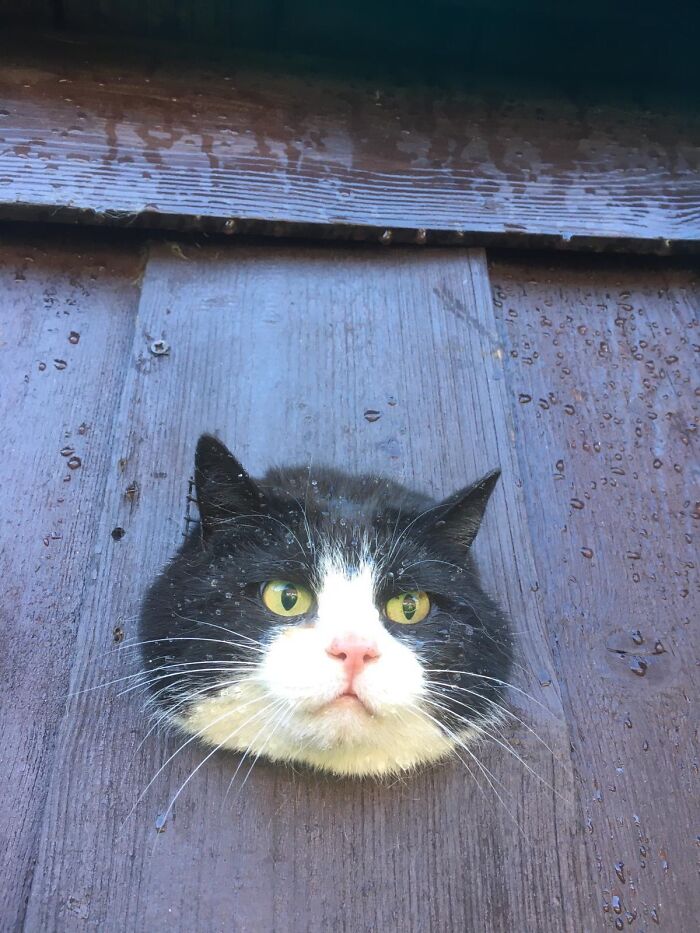 Black and white cat stuck in a wooden wall hole, showcasing a funny animal stuck moment from owners' perspective.
