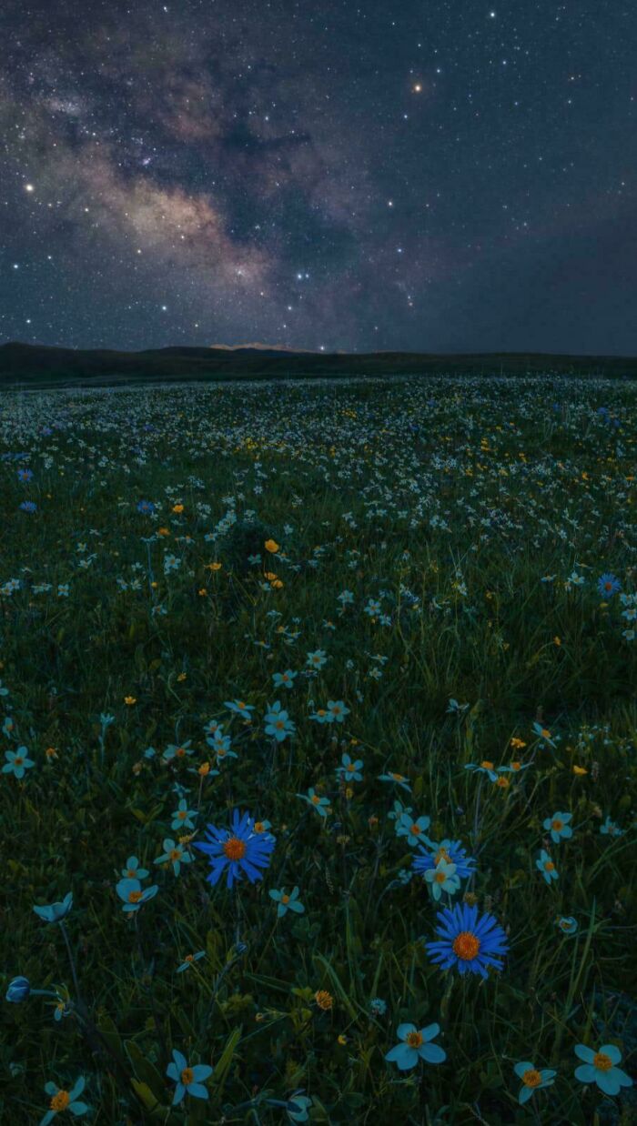 Field of wildflowers under a starry night sky with the Milky Way visible, capturing where was this taken mystery.
