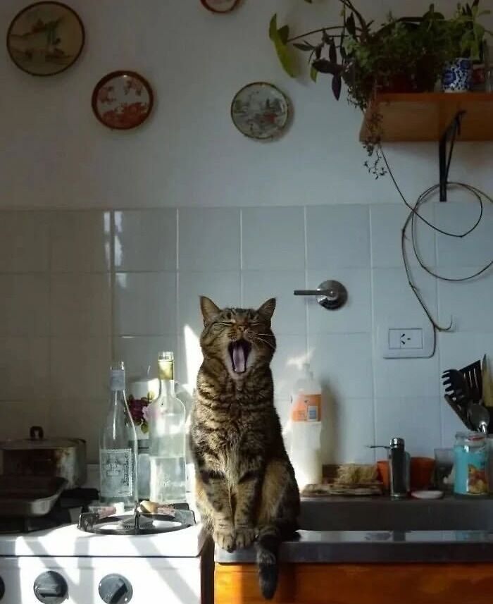 Tabby cat yawning on a kitchen counter surrounded by bottles and utensils, capturing a decisive moment with natural light.