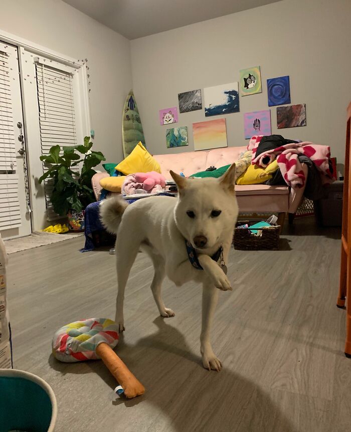 White dog with paw stuck in collar standing on floor near a plush toy in a colorful living room scene, animals stuck moment.