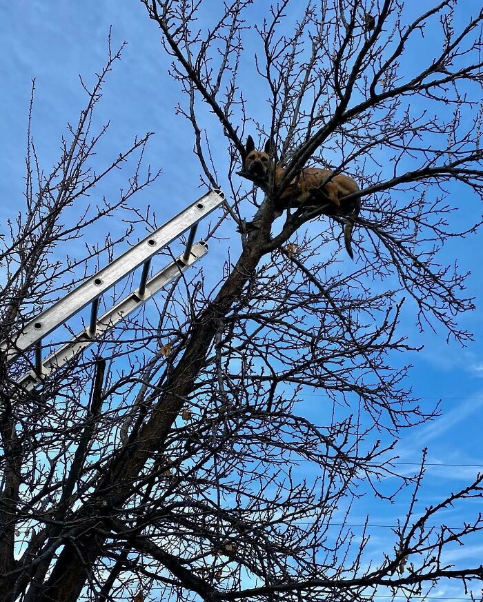 Dog stuck high in a leafless tree with a ladder nearby, showing an unusual animal stuck situation outdoors.