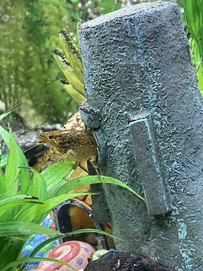 A small brown shrimp stuck inside a narrow space between aquarium decorations surrounded by green plants.