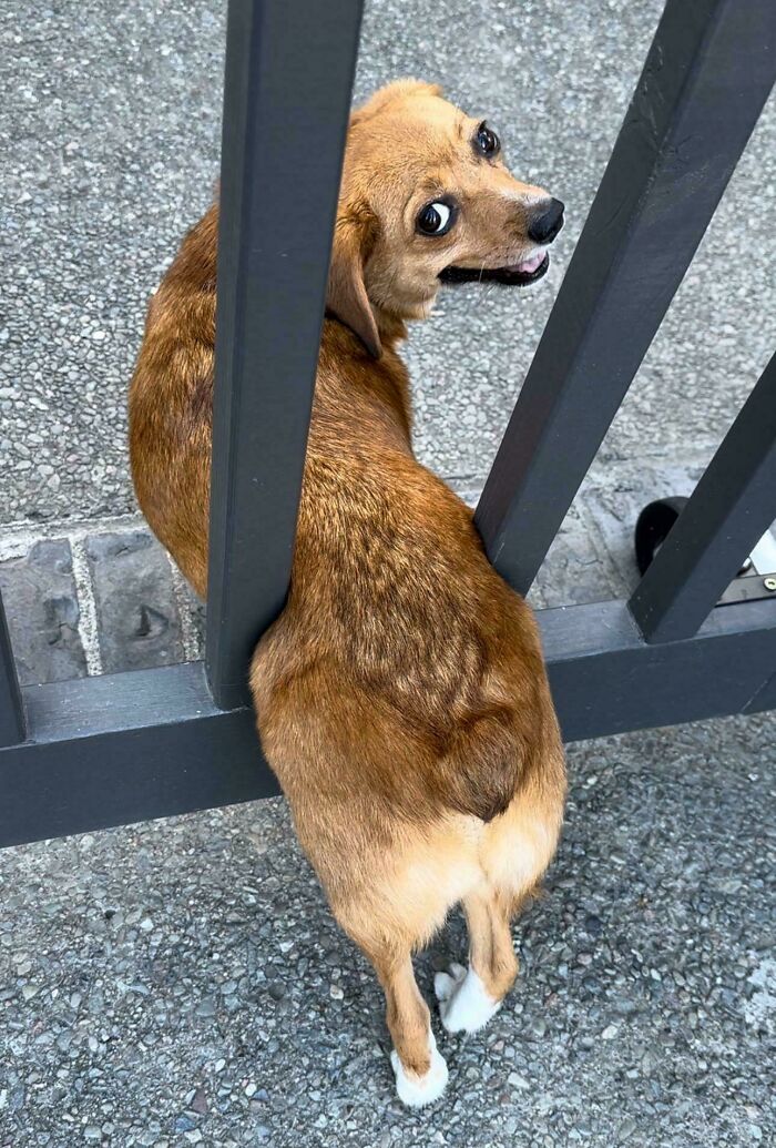 Small brown dog stuck between metal fence bars, looking back with a curious expression, showcasing animals stuck moments.