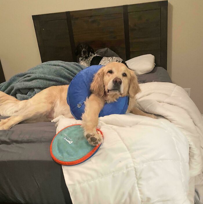Golden retriever wearing a blue protective collar lying on bed with another dog in the background, showing animals stuck moment.
