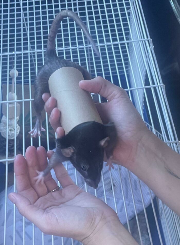 A black rat stuck inside a cardboard tube held by owner’s hands in a cage showing animals stuck in unusual places.