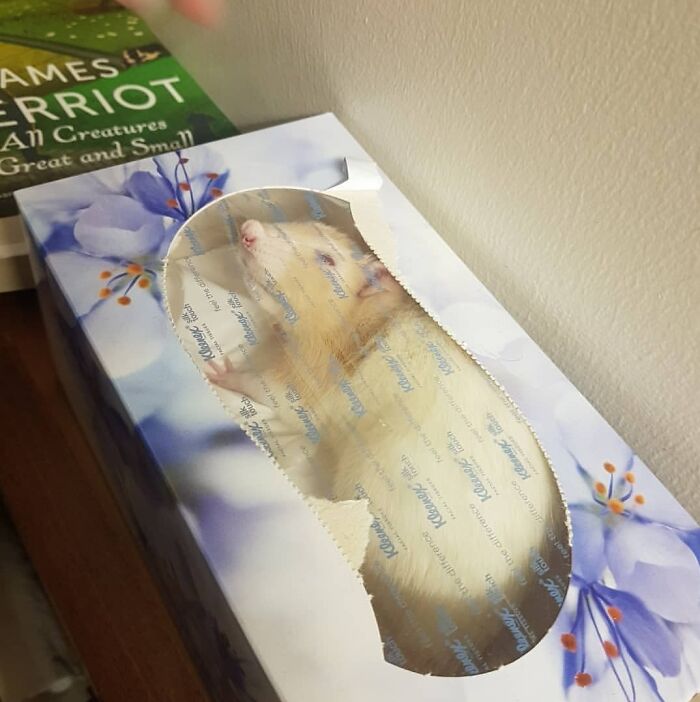 Hamster stuck inside a tissue box with its paws pressed against the plastic showing animals stuck in unusual places.