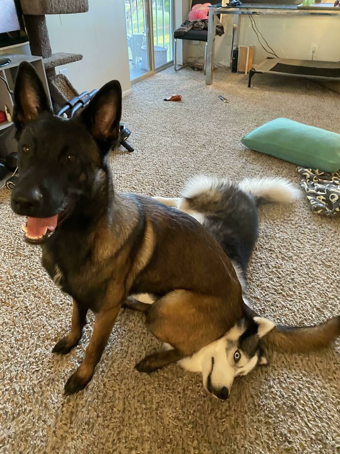 Two dogs stuck together on a carpet, capturing a funny and curious moment of animals getting stuck indoors.