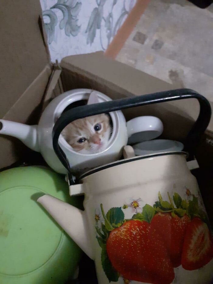 Kitten stuck inside a white teapot among other teapots, showcasing animals stuck in unusual places.