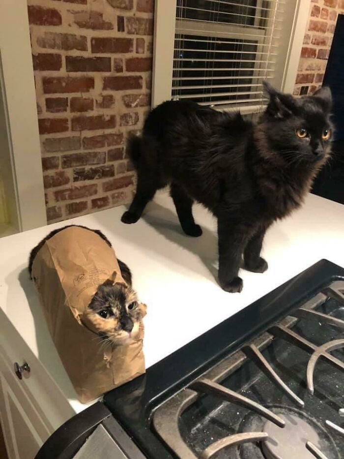 Two cats on a kitchen counter, one stuck inside a brown paper bag, showcasing animals stuck in unusual situations.