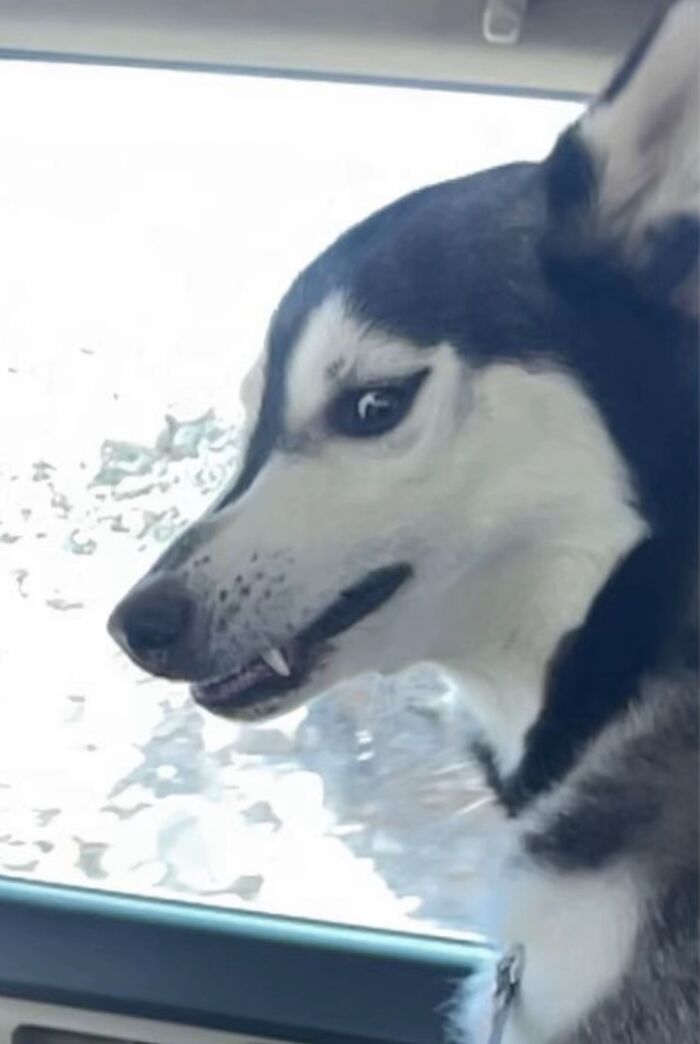 Husky with an awkward facial expression inside a car, one of the funny and awkward photos of pets shared online.
