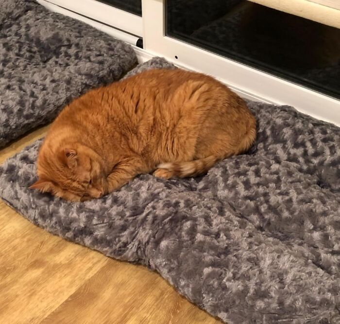Orange cat sleeping on a gray textured cushion, a cozy deal to add to your Black Friday wishlist.