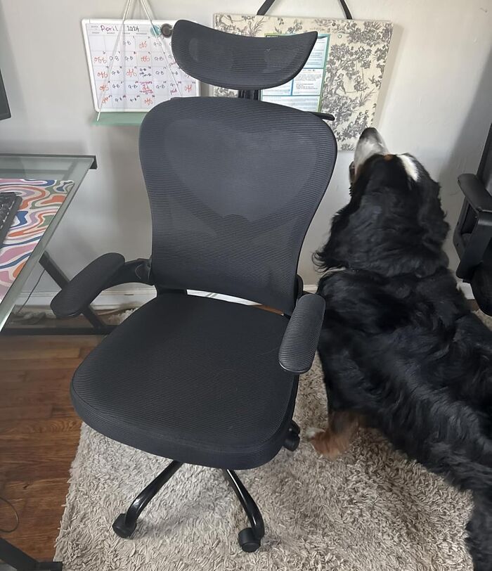 Black Friday deals on ergonomic office chair with mesh backrest beside a large black dog in a home office setting