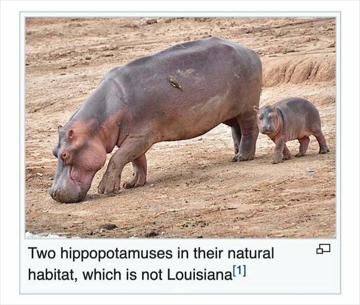 Two hippopotamuses in natural habitat with humorous Wikipedia page caption cracking people up online.