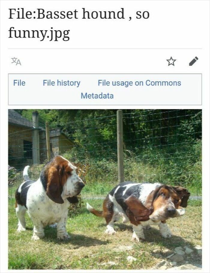 Two basset hounds outdoors in a grassy fenced area, humorous image shared on Wikipedia pages that c*****d people up online.