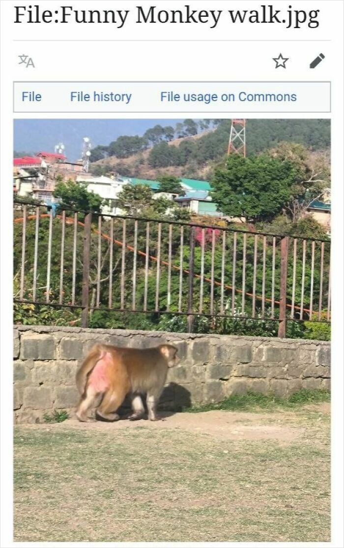 Wikipedia page screenshot showing a funny monkey walking in a natural outdoor setting with greenery and buildings.