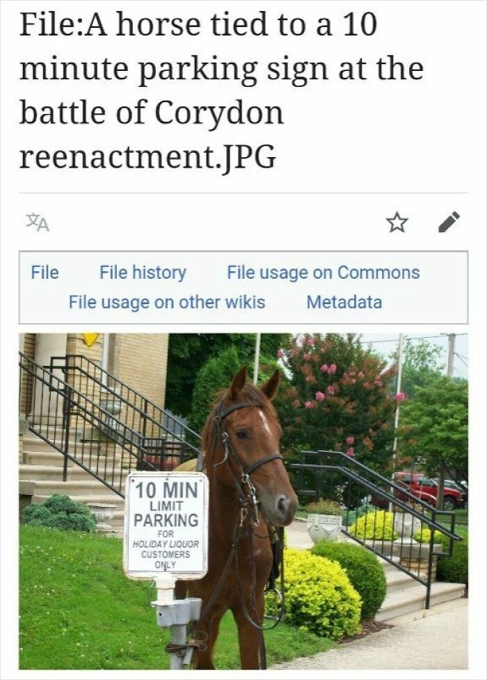 A horse tied to a 10 minute parking sign, featured in funny Wikipedia pages shared online.