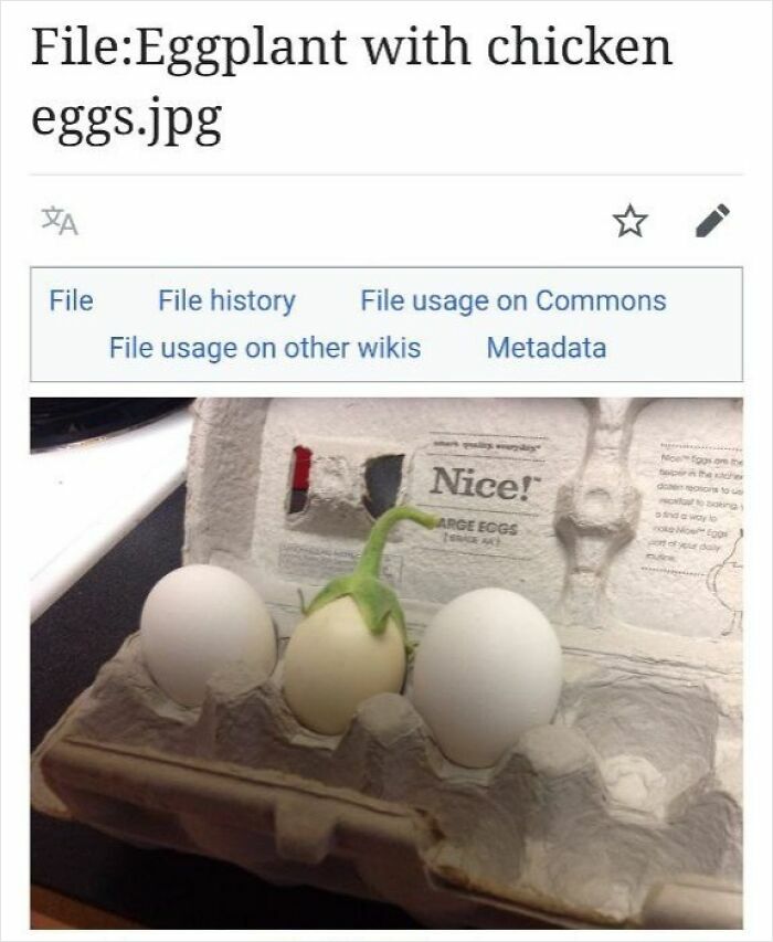 Eggplant placed between chicken eggs in an egg carton, a humorous Wikipedia page image shared online.