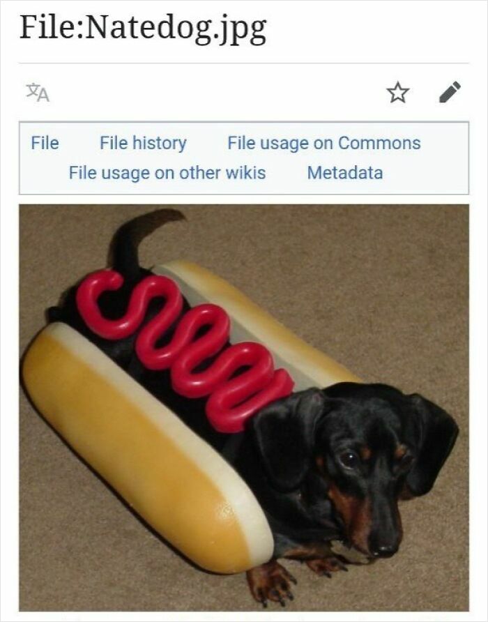 A dachshund dog dressed as a hot dog with red ketchup topping, featured in funny Wikipedia pages shared online.