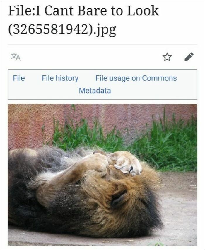 Lion lying on its side with paws covering its face, a humorous moment shared from Wikipedia pages c*****d people up online.