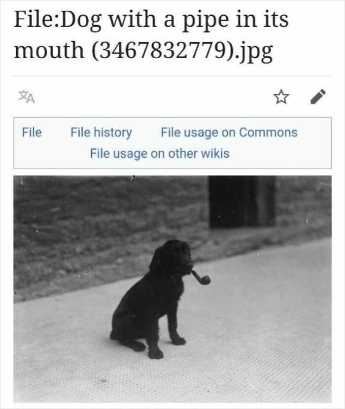 Black dog sitting on pavement with a pipe in its mouth, a funny Wikipedia page image shared online for laughs.