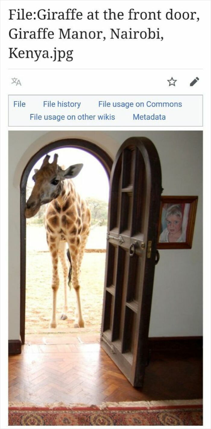Giraffe standing at an open front door inside a house, illustrating funny and unusual Wikipedia page content moments.