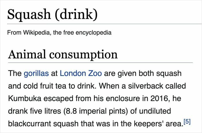 Wikipedia page excerpt about gorillas drinking undiluted blackcurrant squash at London Zoo, amusing animal consumption fact.