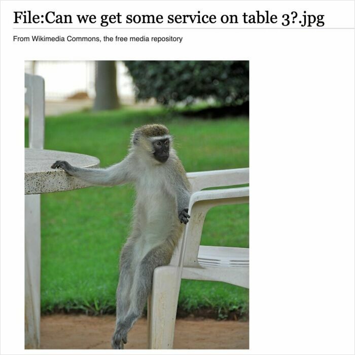 Monkey sitting on a white chair with one arm on a table in a grassy outdoor setting, humorous Wikipedia page image.