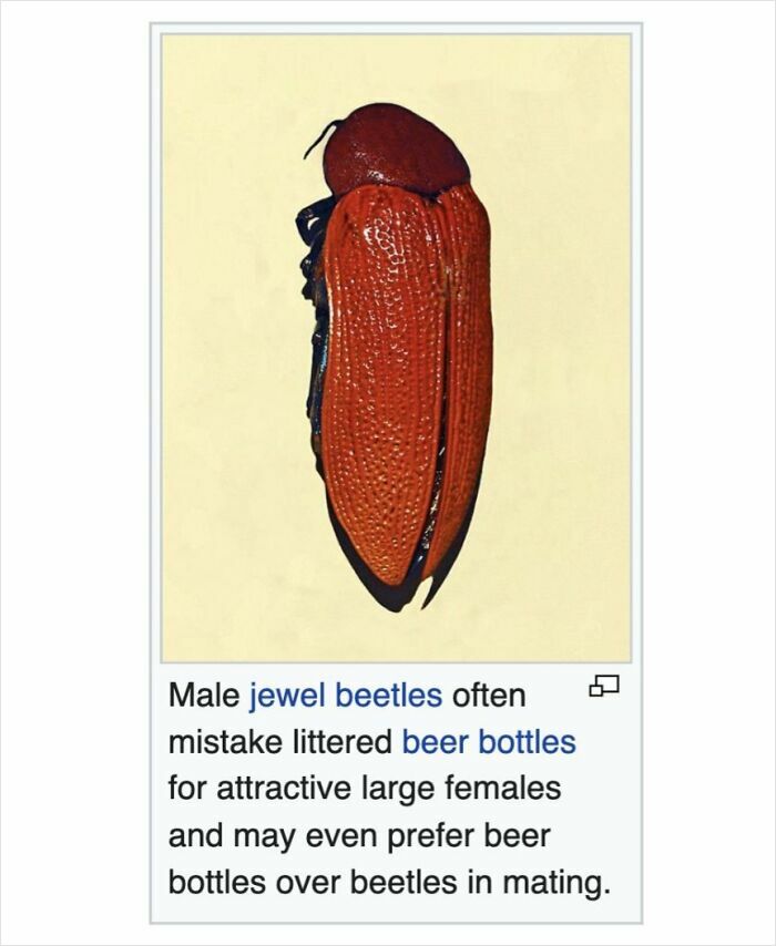 Male jewel beetle mistaken for beer bottle, humor from Wikipedia pages that c*****d people up online.