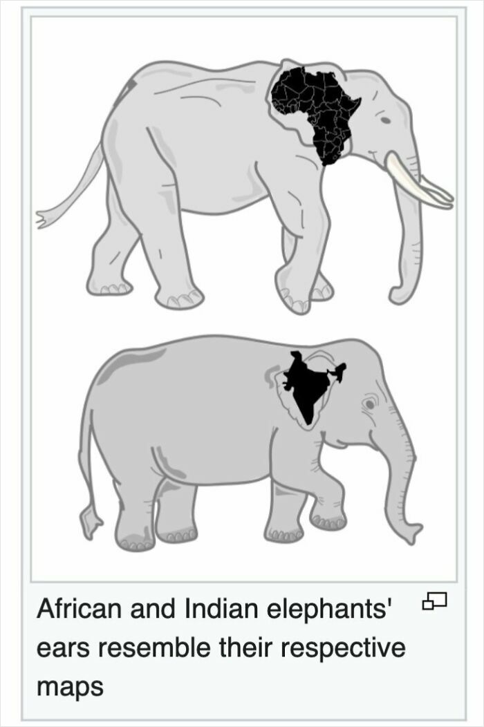 Illustration of African and Indian elephants with ears shaped like their respective country maps, Wikipedia humor.