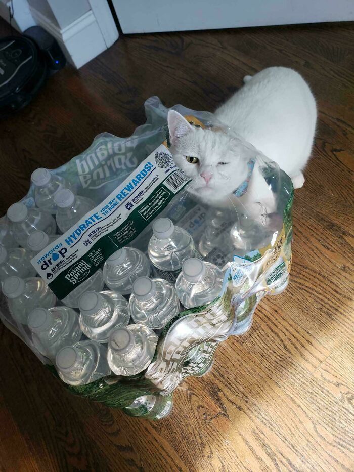White cat stuck inside a plastic water bottle pack, showcasing one of the many animals stuck moments owners question how it happened.