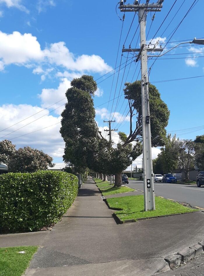 Tree trimmed to avoid power lines on a suburban street showing a funny example of people not even trying.