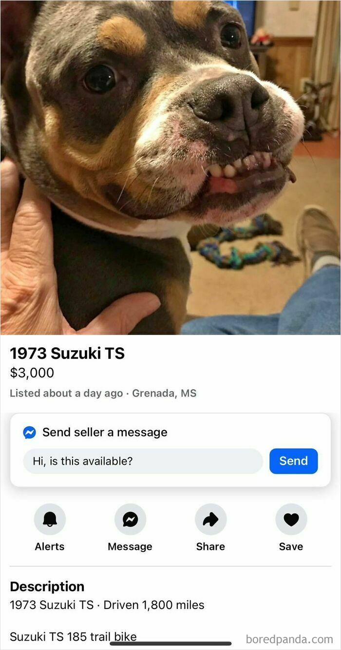 Close-up of a dog with an unusual facial expression in a funny FB Marketplace listing post.